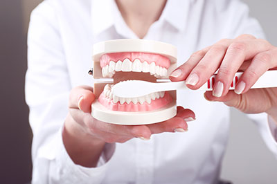 A person holding a model of human teeth with a dental tool, likely for educational or demonstration purposes.